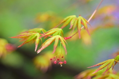 春紅葉　２