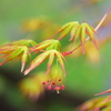 春紅葉　２