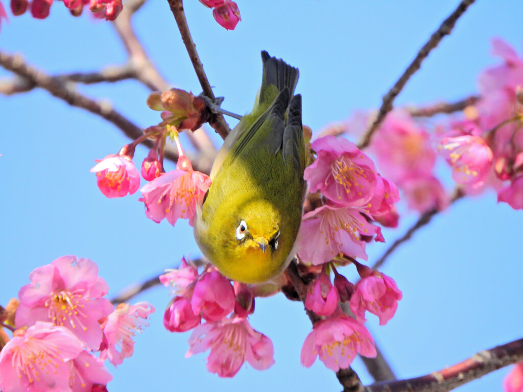 サクジロー　ヨコハマヒザクラ（横浜緋桜)にメジロさん７