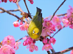 サクジロー　ヨコハマヒザクラ（横浜緋桜)にメジロさん７