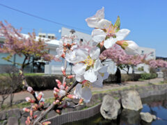 桜桃 （ゆすらうめ）　開花　１