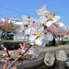 桜桃 （ゆすらうめ）　開花　１