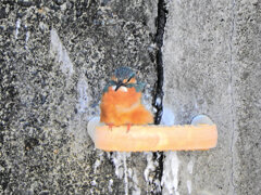 今日のカワセミ　さん　４