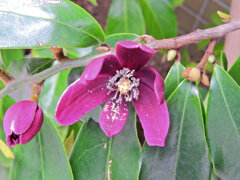 オガタマノキ・パープルクイーン　６