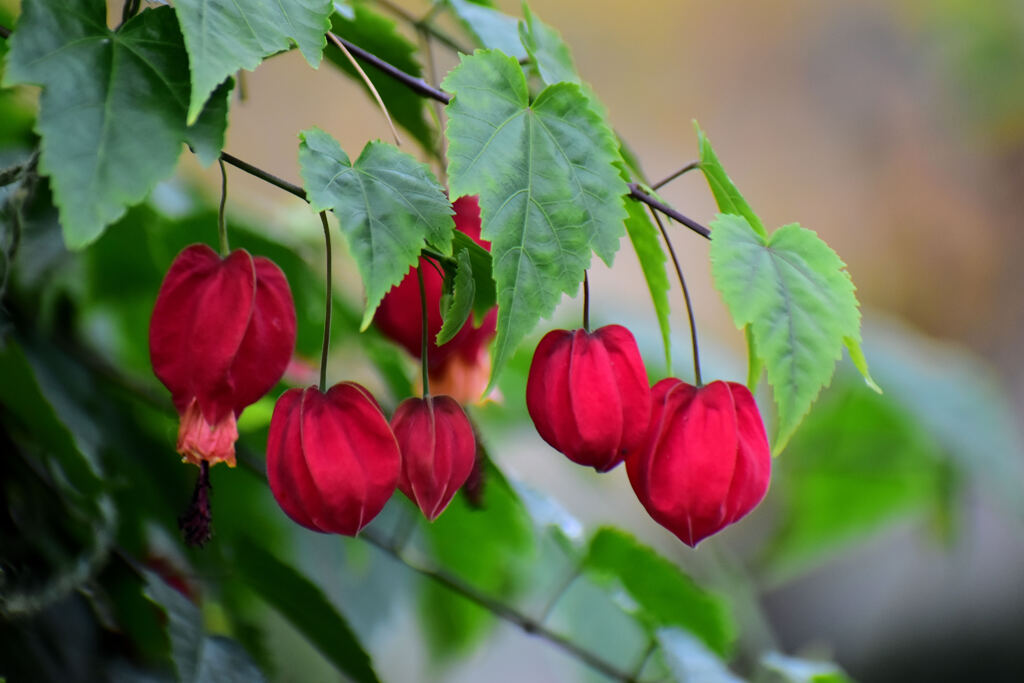 アブチロン・チロリアンランプ　2/3