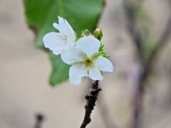 近所でソメイヨシノが開花・狂い咲き？　1/4