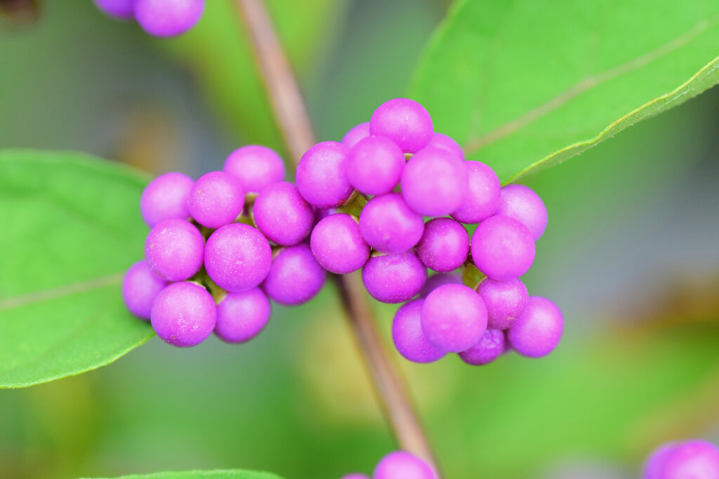 小紫（こむらさき）の実　2/8