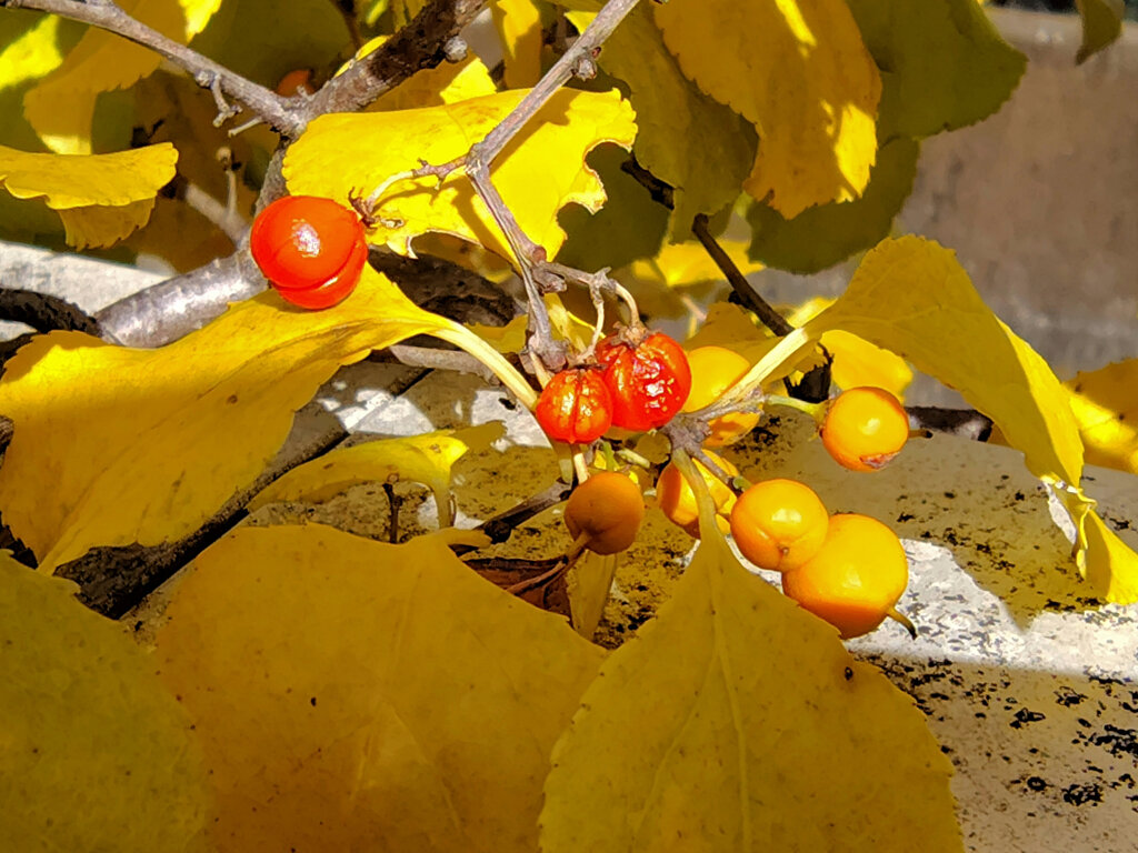 蔓梅擬 （つるうめもどき）（実、タネ）１