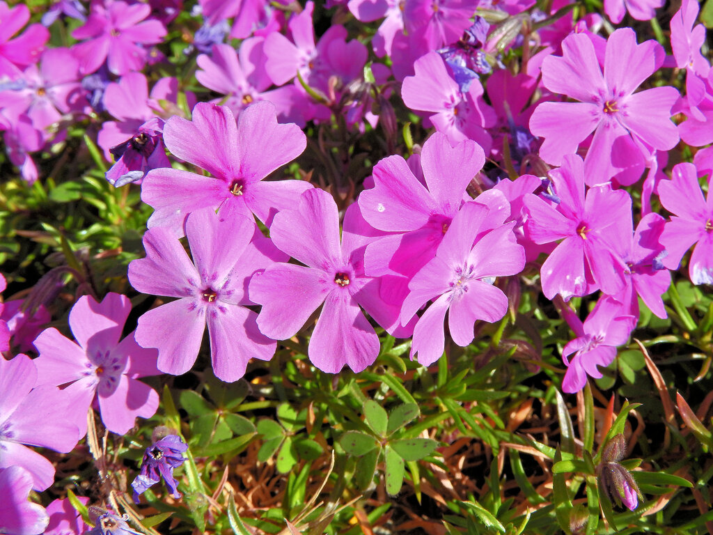 寒波に耐える　芝桜
