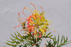 グレビア 3 グレビア 3