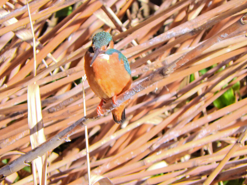 今日のカワセミ　さん　２