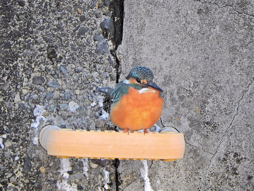 今日のカワセミ　さん