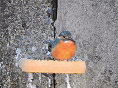 今日のカワセミ　さん