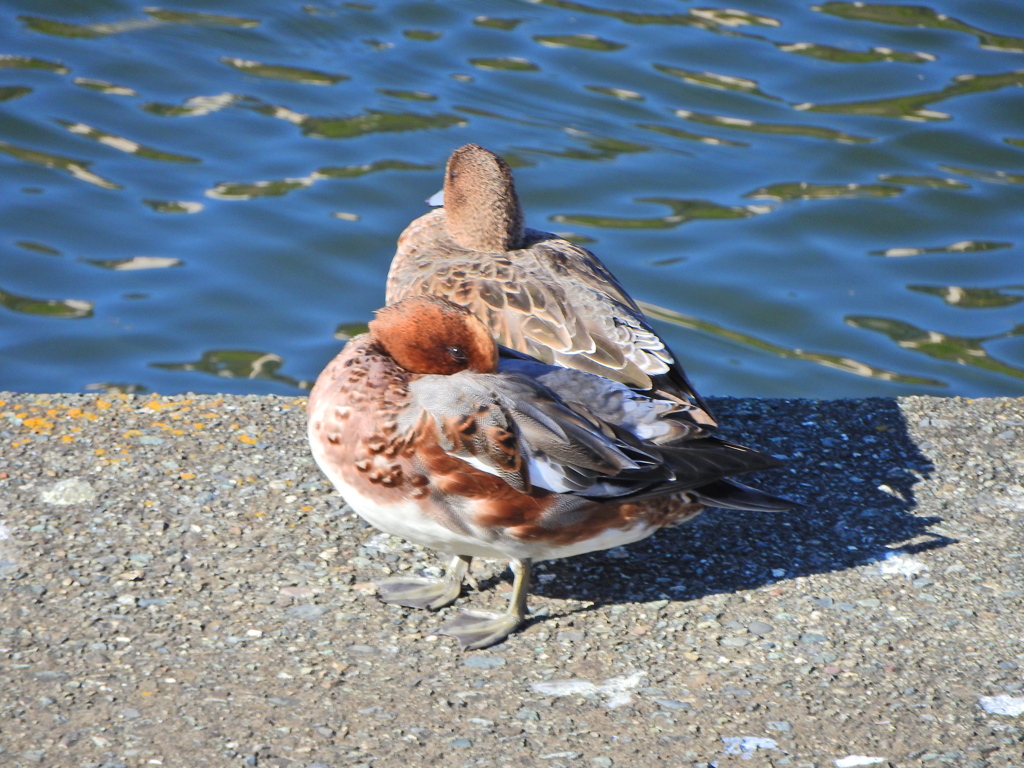 ヒドリガモ　さん　１