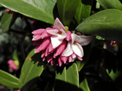 沈丁花　４