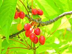 寒緋桜の実　４