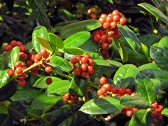 チャイニーズ・ホーリー　６