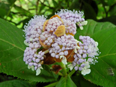里山の急斜面で　玉紫陽花　開花　６
