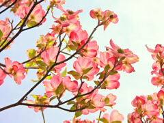 花水木　７