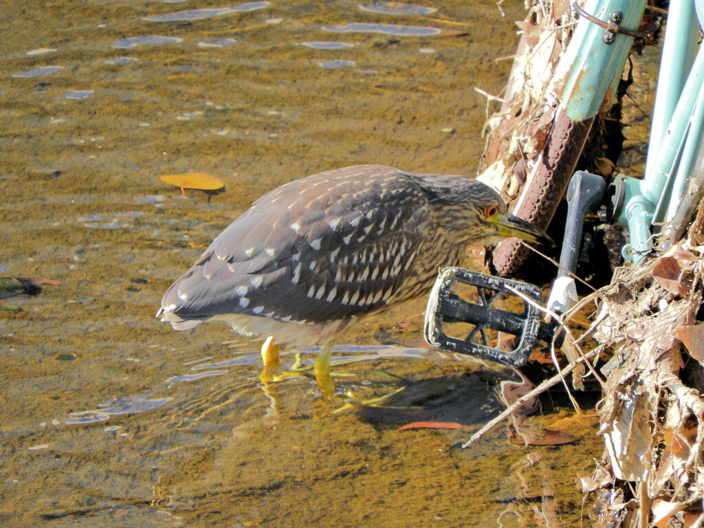 ホシゴイ（ゴイサギの幼鳥）４
