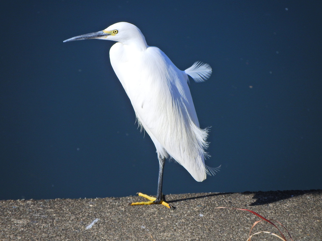 コサギさん・・何想う？