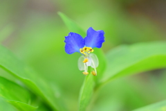 梅雨入り・露草 （つゆくさ）３