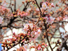 今日の寒桜　１