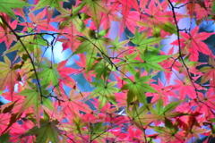 紅葉　⑥
