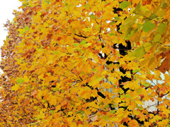 百合の木 （ゆりのき）の紅葉　４