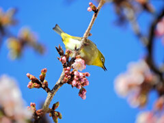 サクジロー　２