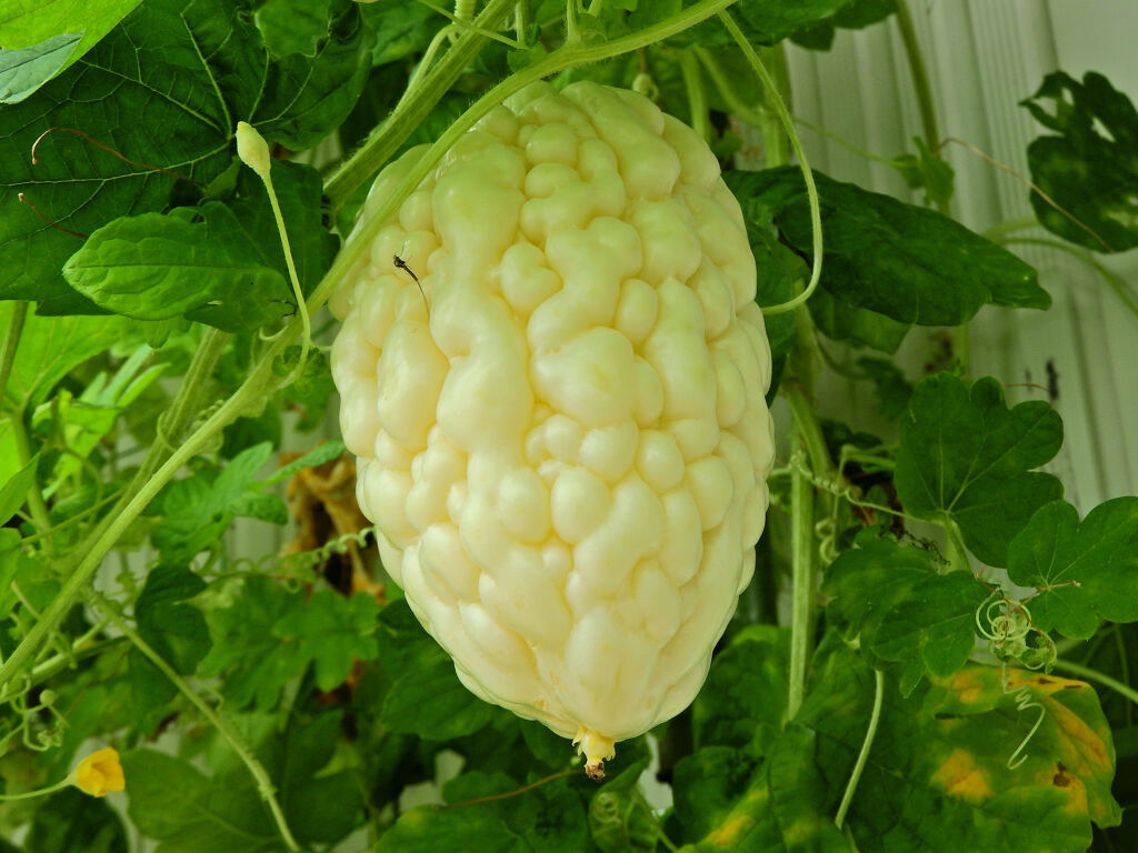 アップルゴーヤ　１