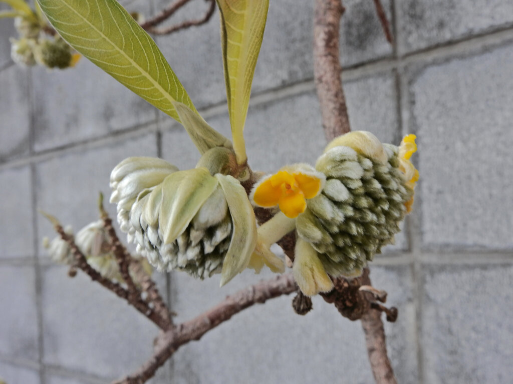 三椏が開花　３