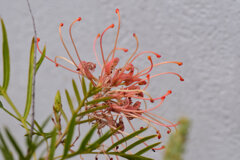 グレビア 8 グレビア 8