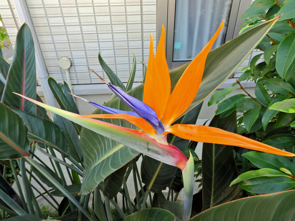 極楽鳥花 （ごくらくちょうか）（ストレリチア）４