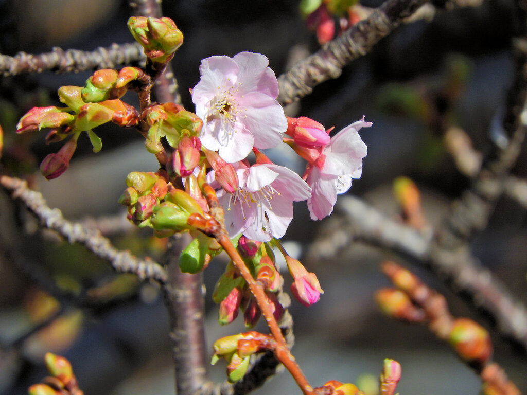 河津桜　４