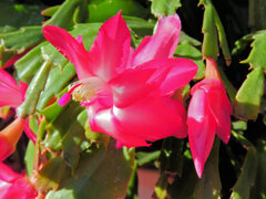 蝦蛄葉サボテン （しゃこばサボテン）５