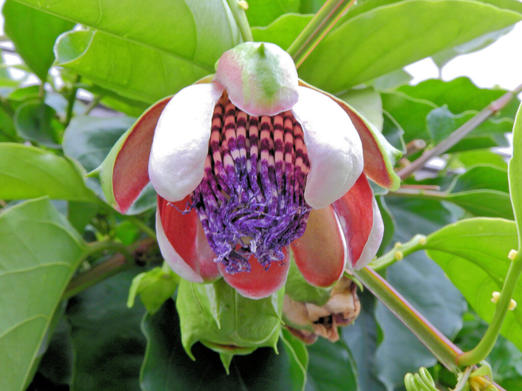 真冬のパッションフルーツの花　２