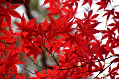 萌え盛る紅葉　４