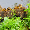 カルガモの一家　雛6羽　無事です　５