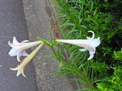 タカサゴユリ （高砂百合、ユリ科）３