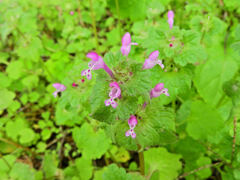 仏の座 （ほとけのざ）６