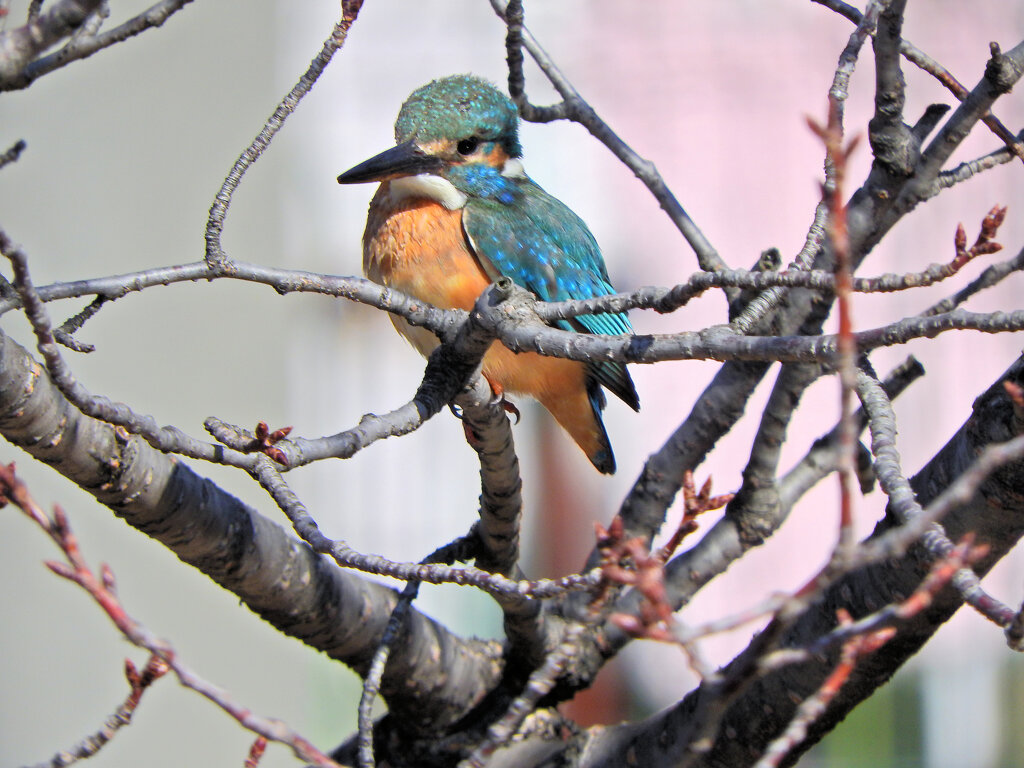 今日のカワセミ　さん　♂　４