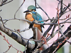 今日のカワセミ　さん　♂　４