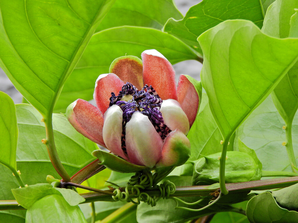 真冬のパッションフルーツの花　４