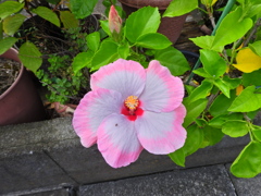 ハイビスカス　１