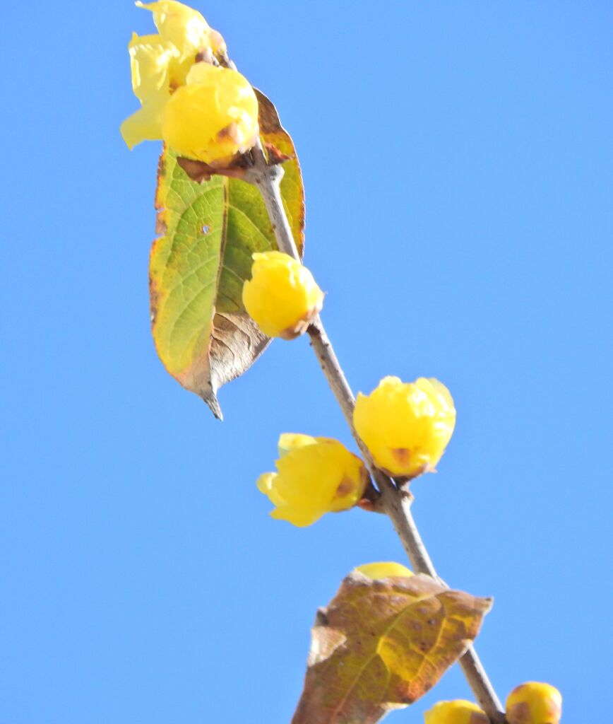 蝋梅が開花　９
