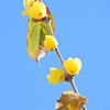 蝋梅が開花　９