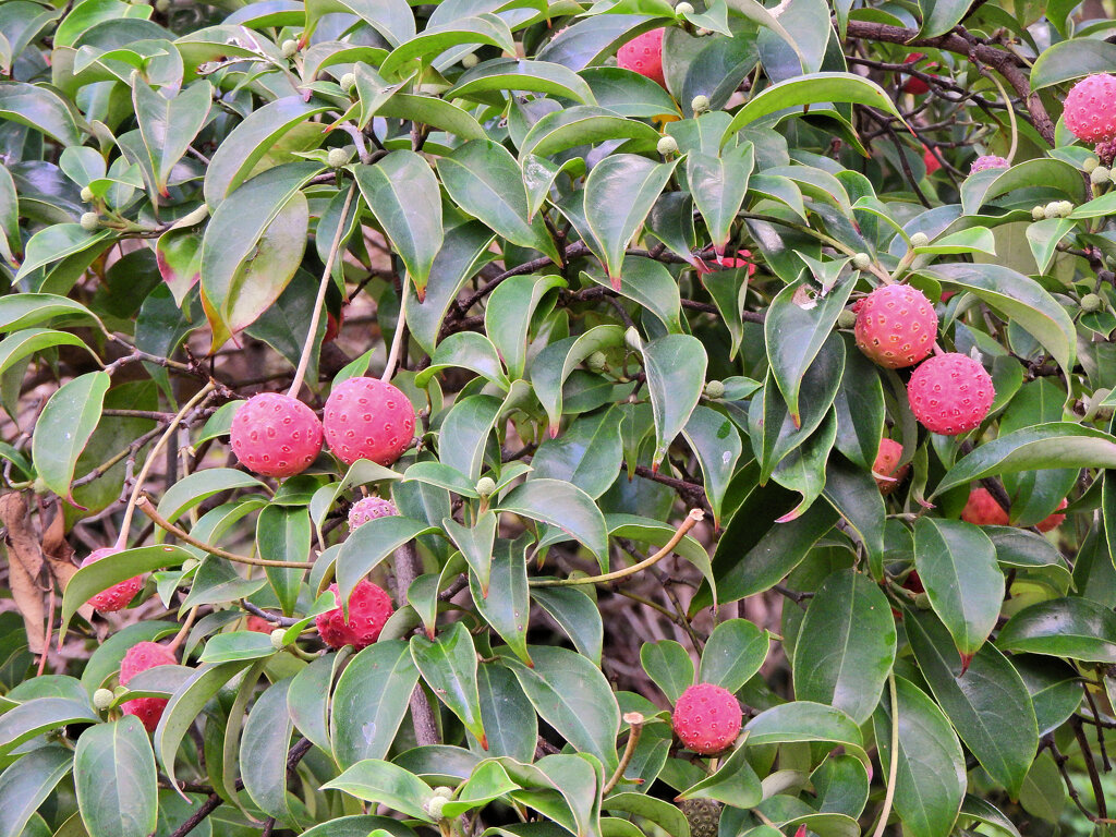 山桑（やまぐわ）の実　５