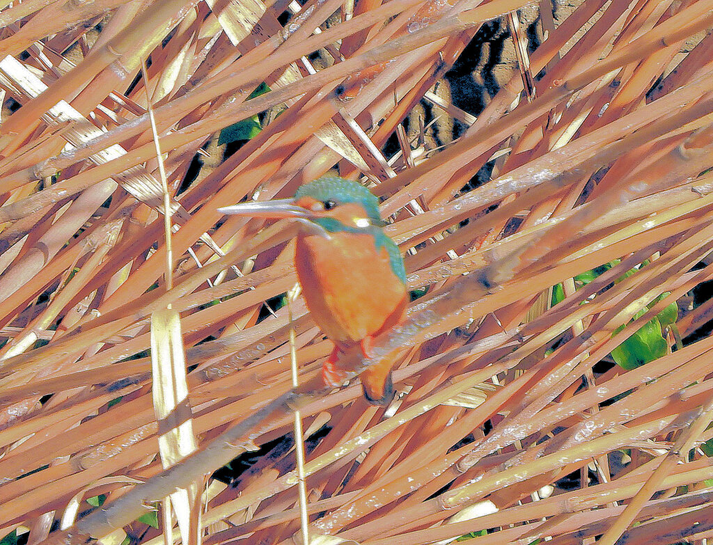 今日のカワセミ　さん　１