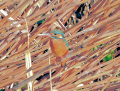 今日のカワセミ　さん　１
